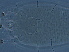  ( - AH17-1)  @11 [ ] CreativeCommons - Attribution Non-Commercial Share-Alike (2020) Unspecified Nanjing Agriculture university