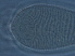  ( - AH17-1)  @11 [ ] CreativeCommons - Attribution Non-Commercial Share-Alike (2020) Unspecified Nanjing Agriculture university