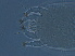  ( - AH17-1)  @11 [ ] CreativeCommons - Attribution Non-Commercial Share-Alike (2020) Unspecified Nanjing Agriculture university