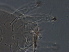  ( - GD136-2)  @11 [ ] CreativeCommons - Attribution Non-Commercial Share-Alike (2020) Unspecified Nanjing Agriculture university
