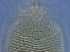  ( - NJAU-Dip-22)  @11 [ ] CreativeCommons - Attribution Non-Commercial Share-Alike (2059) Unspecified Nanjing Agriculture university