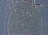  ( - GD120-1)  @11 [ ] CreativeCommons - Attribution Non-Commercial Share-Alike (2020) Unspecified Nanjing Agriculture university