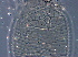  ( - GD120-1)  @11 [ ] CreativeCommons - Attribution Non-Commercial Share-Alike (2020) Unspecified Nanjing Agriculture university