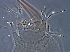  ( - GD120-1)  @11 [ ] CreativeCommons - Attribution Non-Commercial Share-Alike (2020) Unspecified Nanjing Agriculture university