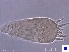  (Calepitrimerus anomalus - H99-2)  @11 [ ] CreativeCommons - Attribution Non-Commercial Share-Alike (2020) Unspecified Nanjing Agriculture university