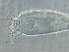  ( - NJAU-Dip-23)  @11 [ ] CreativeCommons - Attribution Non-Commercial Share-Alike (2061) Unspecified Nanjing Agriculture university