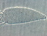  ( - NJAU-Dip-23)  @11 [ ] CreativeCommons - Attribution Non-Commercial Share-Alike (2061) Unspecified Nanjing Agriculture university