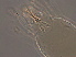  ( - FJ13-1)  @11 [ ] CreativeCommons - Attribution Non-Commercial Share-Alike (2020) Unspecified Nanjing Agriculture university
