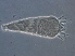  (Calepitrimerus sp. FJ24 - FJ24-1)  @11 [ ] CreativeCommons - Attribution Non-Commercial Share-Alike (2020) Unspecified Nanjing Agriculture university