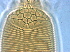  ( - NJAU-Dip-7-1)  @11 [ ] CreativeCommons - Attribution Non-Commercial Share-Alike (2028) Unspecified Nanjing Agriculture university