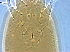  ( - NJAU-Dip-7)  @11 [ ] CreativeCommons - Attribution Non-Commercial Share-Alike (2029) Unspecified Nanjing Agriculture university