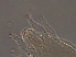  ( - FJ13-1)  @11 [ ] CreativeCommons - Attribution Non-Commercial Share-Alike (2020) Unspecified Nanjing Agriculture university