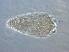  (Calepitrimerus sp. AH2 - AH2-1)  @11 [ ] CreativeCommons - Attribution Non-Commercial Share-Alike (2020) Unspecified Nanjing Agriculture university