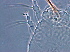  ( - NJAU-Dip-23)  @11 [ ] CreativeCommons - Attribution Non-Commercial Share-Alike (2061) Unspecified Nanjing Agriculture university