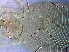  ( - G9-3)  @11 [ ] CreativeCommons - Attribution Non-Commercial Share-Alike (2020) Unspecified Nanjing Agriculture university