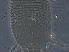 ( - S121-2)  @11 [ ] CreativeCommons - Attribution Non-Commercial Share-Alike (2020) Unspecified Nanjing Agriculture university