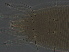  ( - FJ31-1)  @11 [ ] CreativeCommons - Attribution Non-Commercial Share-Alike (2020) Unspecified Nanjing Agriculture university