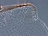  ( - NJAU-Dip-22)  @11 [ ] CreativeCommons - Attribution Non-Commercial Share-Alike (2061) Unspecified Nanjing Agriculture university