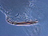 ( - GD112-2)  @11 [ ] CreativeCommons - Attribution Non-Commercial Share-Alike (2020) Unspecified Nanjing Agriculture university