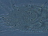  ( - H96-1)  @11 [ ] CreativeCommons - Attribution Non-Commercial Share-Alike (2020) Unspecified Nanjing Agriculture university