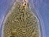  ( - NJAU-Dip-19)  @11 [ ] CreativeCommons - Attribution Non-Commercial Share-Alike (2052) Unspecified Nanjing Agriculture university