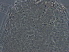  ( - AH32-1)  @11 [ ] CreativeCommons - Attribution Non-Commercial Share-Alike (2020) Unspecified Nanjing Agriculture university