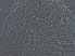  ( - AH32-1)  @11 [ ] CreativeCommons - Attribution Non-Commercial Share-Alike (2020) Unspecified Nanjing Agriculture university