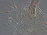  ( - GD112-2)  @11 [ ] CreativeCommons - Attribution Non-Commercial Share-Alike (2020) Unspecified Nanjing Agriculture university