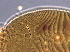  ( - S111D-2)  @11 [ ] CreativeCommons - Attribution Non-Commercial Share-Alike (2020) Unspecified Nanjing Agriculture university