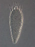  (Calepitrimerus sp. AH12 - AH12-1)  @11 [ ] CreativeCommons - Attribution Non-Commercial Share-Alike (2020) Unspecified Nanjing Agriculture university