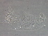  ( - GD116-1)  @11 [ ] CreativeCommons - Attribution Non-Commercial Share-Alike (2020) Unspecified Nanjing Agriculture university