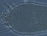  ( - GD122-2)  @11 [ ] CreativeCommons - Attribution Non-Commercial Share-Alike (2020) Unspecified Nanjing Agriculture university