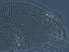  ( - GD123-3)  @11 [ ] CreativeCommons - Attribution Non-Commercial Share-Alike (2020) Unspecified Nanjing Agriculture university