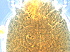 ( - S108-1)  @11 [ ] CreativeCommons - Attribution Non-Commercial Share-Alike (2020) Unspecified Nanjing Agriculture university