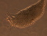 ( - NJAU-Dip-2-2)  @11 [ ] CreativeCommons - Attribution Non-Commercial Share-Alike (2020) Unspecified Nanjing Agriculture university