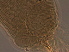  ( - NJAU-Dip-2-2)  @11 [ ] CreativeCommons - Attribution Non-Commercial Share-Alike (2020) Unspecified Nanjing Agriculture university