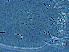  ( - AH3-1)  @11 [ ] CreativeCommons - Attribution Non-Commercial Share-Alike (2020) Unspecified Nanjing Agriculture university