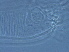  (Calepitrimerus rubi - AH13-L)  @11 [ ] CreativeCommons - Attribution Non-Commercial Share-Alike (2020) Unspecified Nanjing Agriculture university