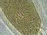  ( - AH21-2)  @11 [ ] CreativeCommons - Attribution Non-Commercial Share-Alike (2020) Unspecified Nanjing Agriculture university