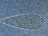  (Tetra pyriana - H98-2)  @11 [ ] CreativeCommons - Attribution Non-Commercial Share-Alike (2020) Unspecified Nanjing Agriculture university