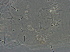  (Calepitrimerus bungeanus - H97-3)  @11 [ ] CreativeCommons - Attribution Non-Commercial Share-Alike (2020) Unspecified Nanjing Agriculture university