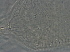  ( - H97-2)  @11 [ ] CreativeCommons - Attribution Non-Commercial Share-Alike (2020) Unspecified Nanjing Agriculture university