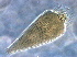  ( - NJAU-epi-44)  @11 [ ] CreativeCommons - Attribution Non-Commercial Share-Alike (2020) Unspecified Nanjing Agriculture university