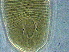  (Paraepitrimerus - AH21-1)  @11 [ ] CreativeCommons - Attribution Non-Commercial Share-Alike (2020) Unspecified Nanjing Agriculture university