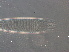  (Proiectus sp. FJ30 - FJ30-1)  @11 [ ] CreativeCommons - Attribution Non-Commercial Share-Alike (2020) Unspecified Nanjing Agriculture university