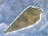  ( - JS_P5)  @11 [ ] CreativeCommons - Attribution Non-Commercial Share-Alike (2020) Unspecified Nanjing Agriculture university
