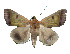  ( - ERILMC-175)  @11 [ ] No Rights Reserved (2018) Entomology Research Institute ENTOMOLOGY RESEARCH INSTITUTE, LOYOLA COLLEGE
