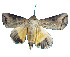  (Hypocala biarcuata - ERILMC-062)  @12 [ ] No Rights Reserved (2018) Unspecified ENTOMOLOGY RESEARCH INSTITUTE, LOYOLA COLLEGE