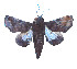  ( - ERILMC-138)  @11 [ ] No Rights Reserved (2018) Unspecified ENTOMOLOGY RESEARCH INSTITUTE, LOYOLA COLLEGE