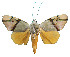  ( - ERILMC-147)  @11 [ ] No Rights Reserved (2018) Unspecified ENTOMOLOGY RESEARCH INSTITUTE, LOYOLA COLLEGE
